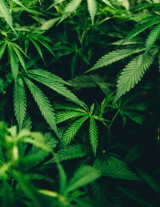 Cannabis plants - Legalization of Cannabis- how does it affect your rental properties?