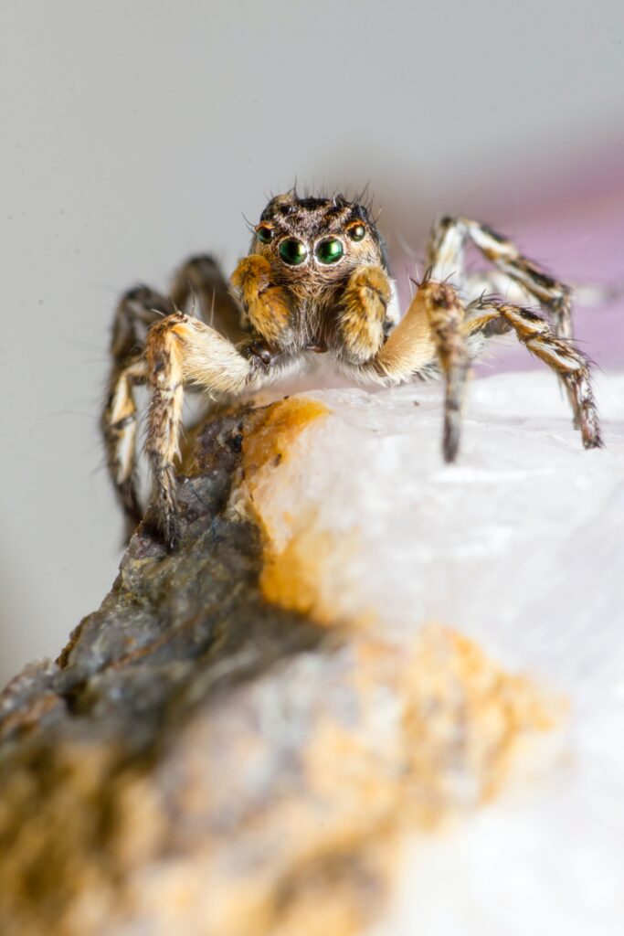 Tarantula on rock: Bugs and Rodents: the 11 Most Likely Rental Suspects